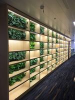 卓朗科技办公楼植物墙